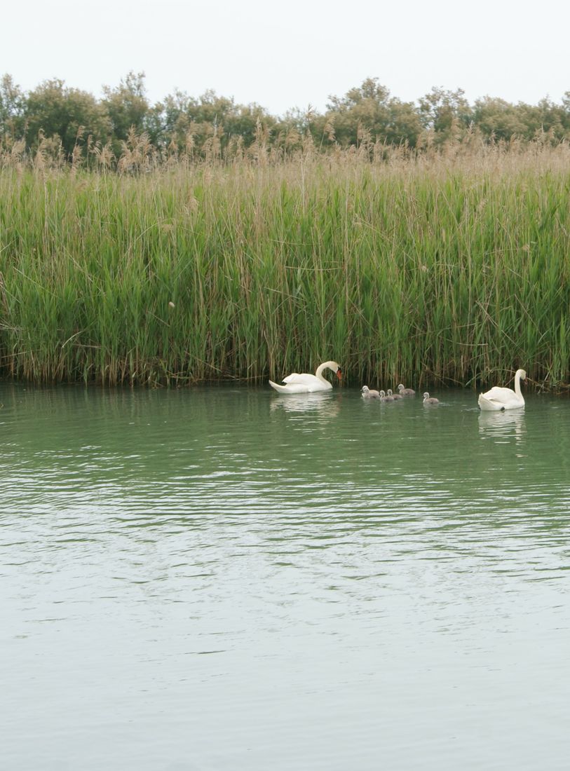 Bibione e dintorni: Pineda e laguna